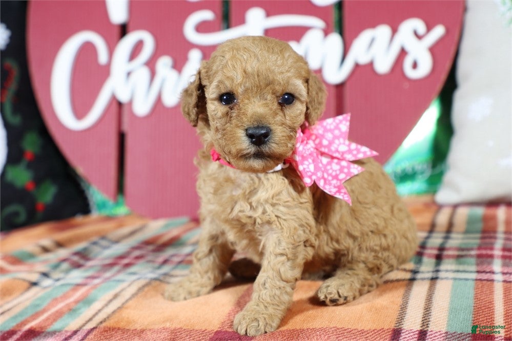 Mini Goldendoodle dogs Mini Goldendoodle Puppy 1 - Ad 12