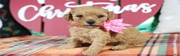 Mini Goldendoodle dogs for sale: Mini Goldendoodle Puppy 1 - Ad 1