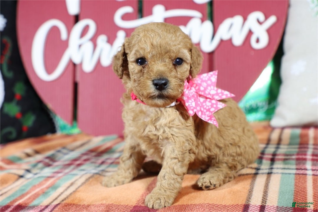 Mini Goldendoodle dogs for sale: Mini Goldendoodle Puppy 1 - Ad 1