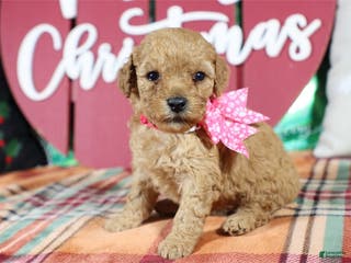 Mini Goldendoodle dogs Mini Goldendoodle Puppy 1 - Ad 12