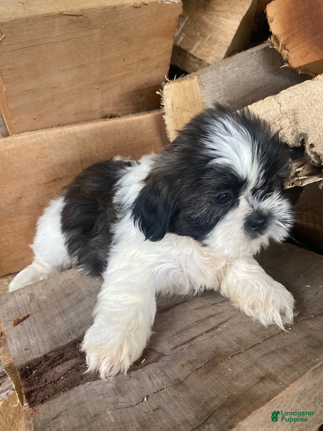 Shih Tzu dogs for sale: Leo - Ad 2