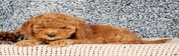 Mini Goldendoodle dogs for sale: Gwen - Ad 3