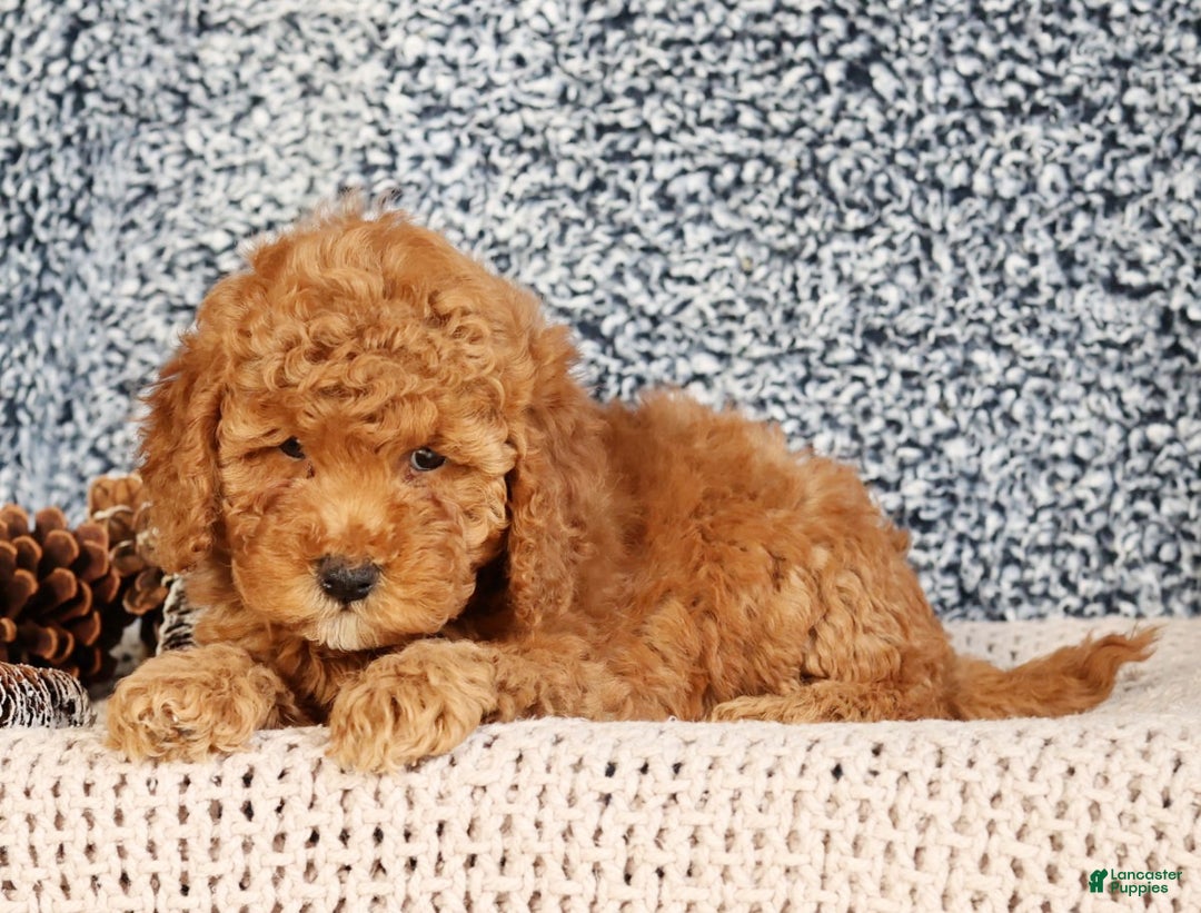 Mini Goldendoodle dogs for sale: Gwen - Ad 3