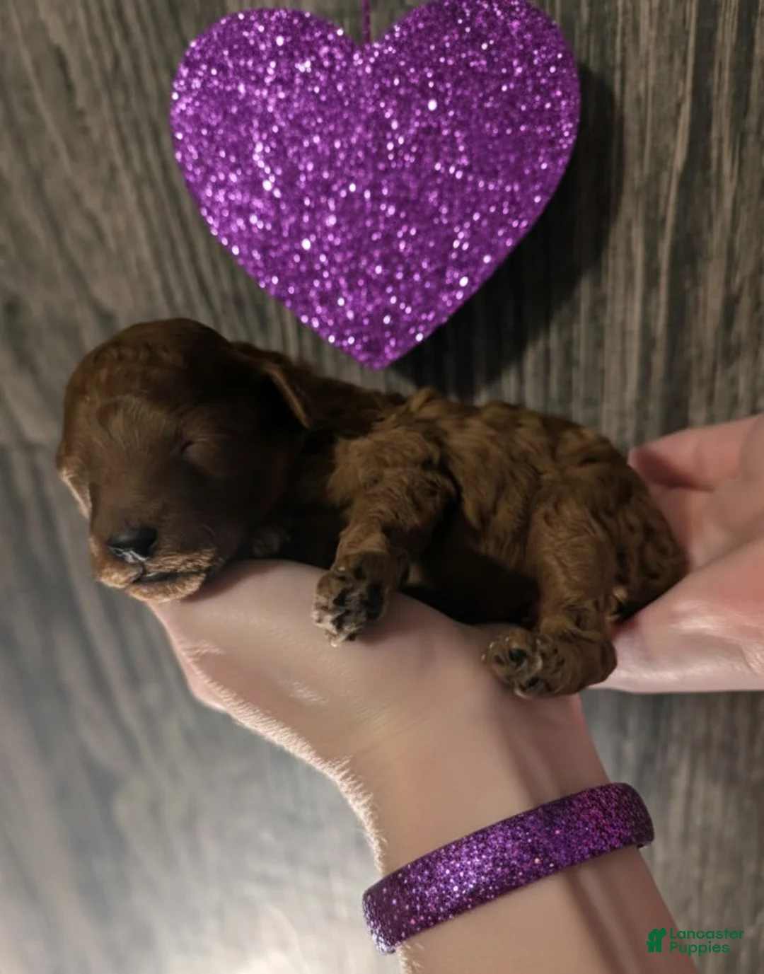 Toy Poodle dogs for sale: Cinnamon 💜 - Ad 9