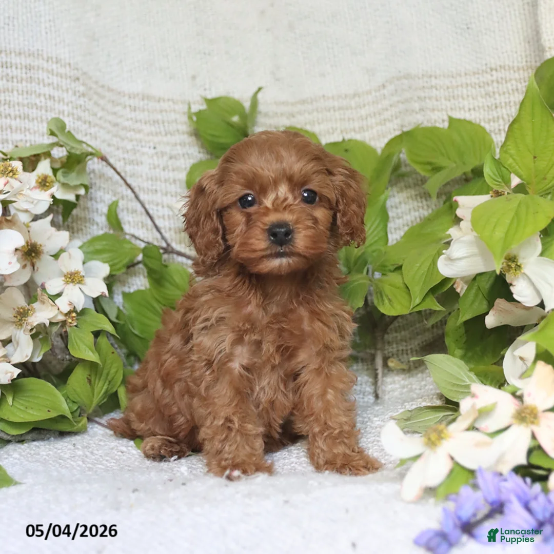 Cockapoo dogs for sale: Joy - Ad 1