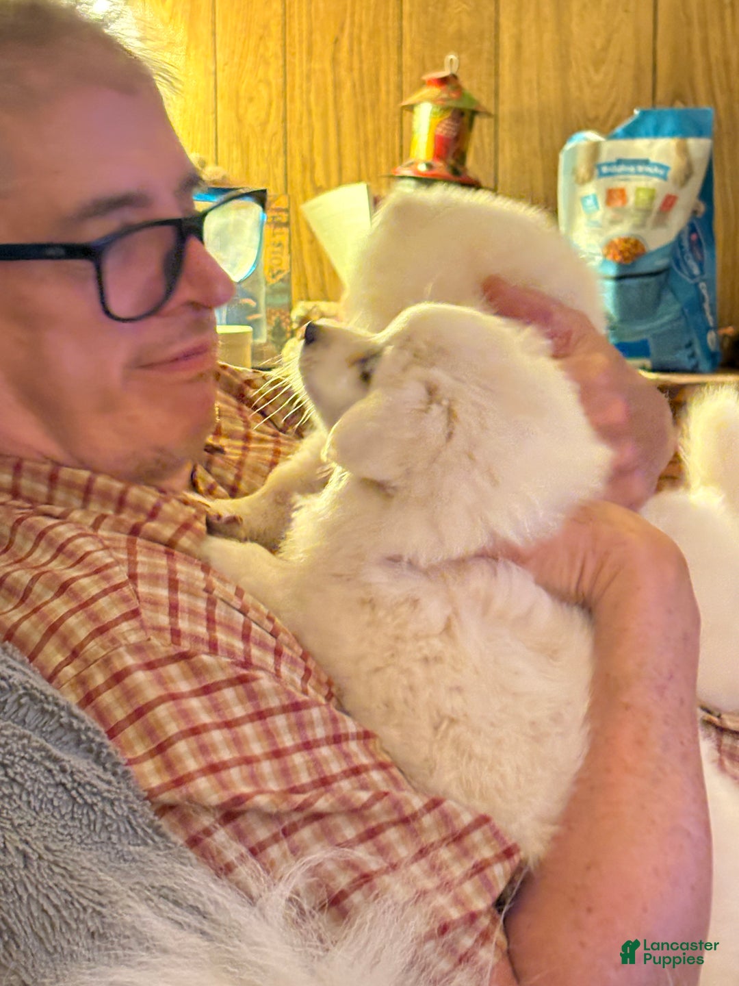 American Eskimo dogs for sale: Annie - Ad 4