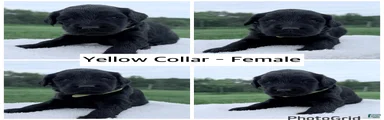 Goldendoodle Puppy - Yellow Collar Female
