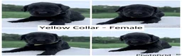 Goldendoodle dogs for sale: Goldendoodle Puppy - Yellow Collar Female - Ad 1