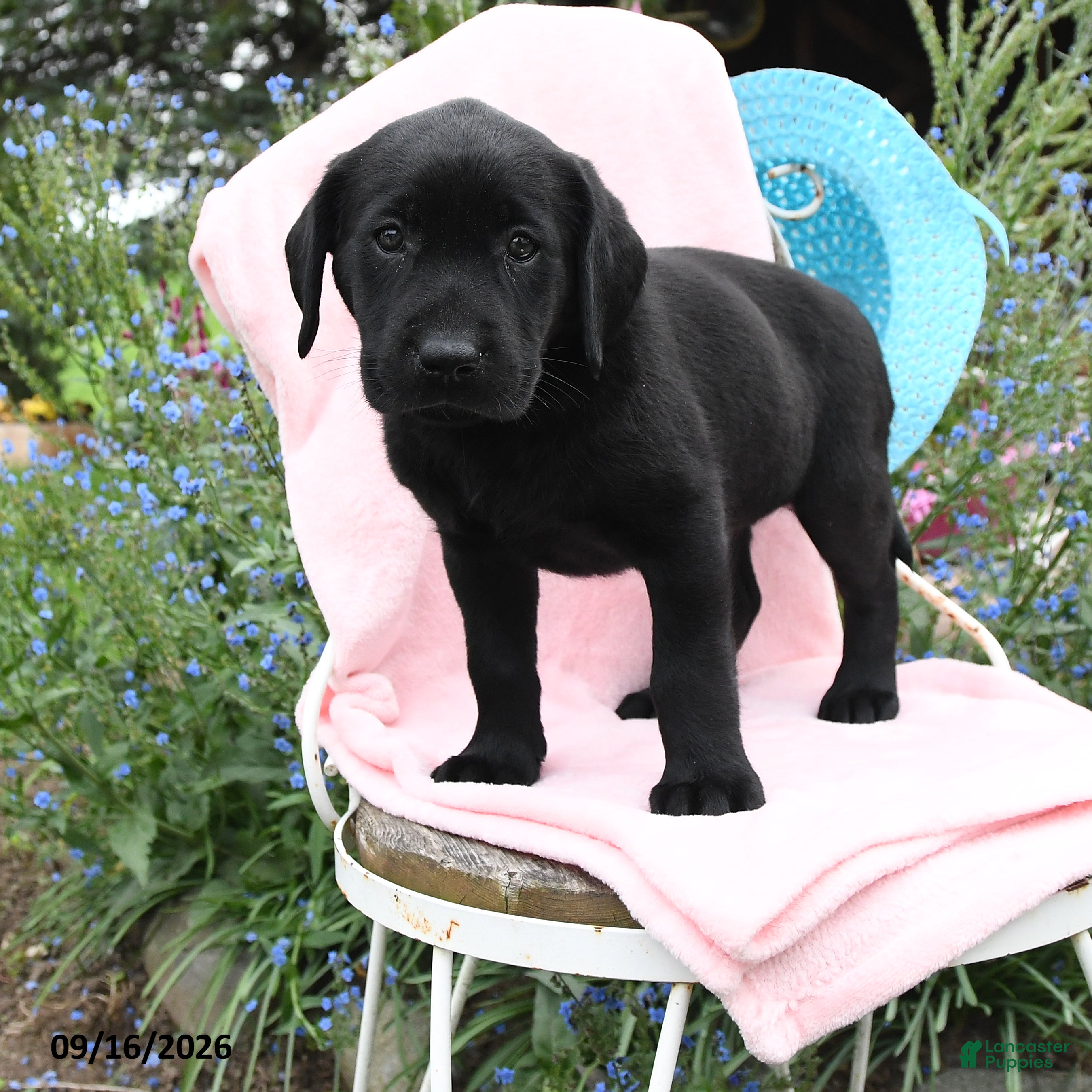 Labrador Retriever dogs Macey - Ad 1