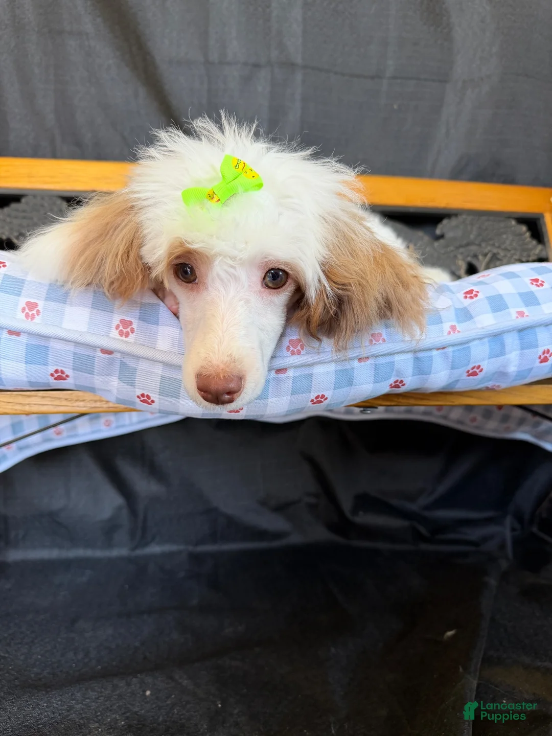 Miniature Poodle dogs for sale: Akc Clear 🧬 Tested Chocolate Phantom Parti 🩷 - Ad 11