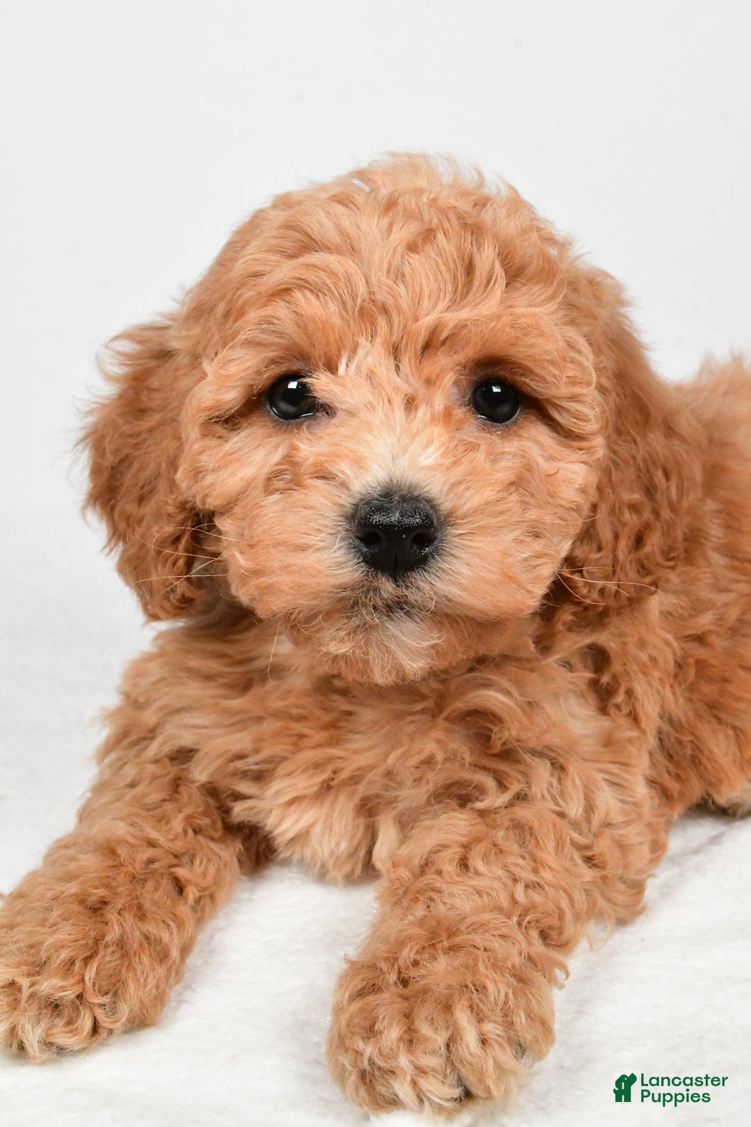 Bichpoo dogs for sale: Buffy - Ad 6