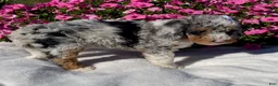 Mini Bernedoodle dogs for sale: Ruby - Ad 5