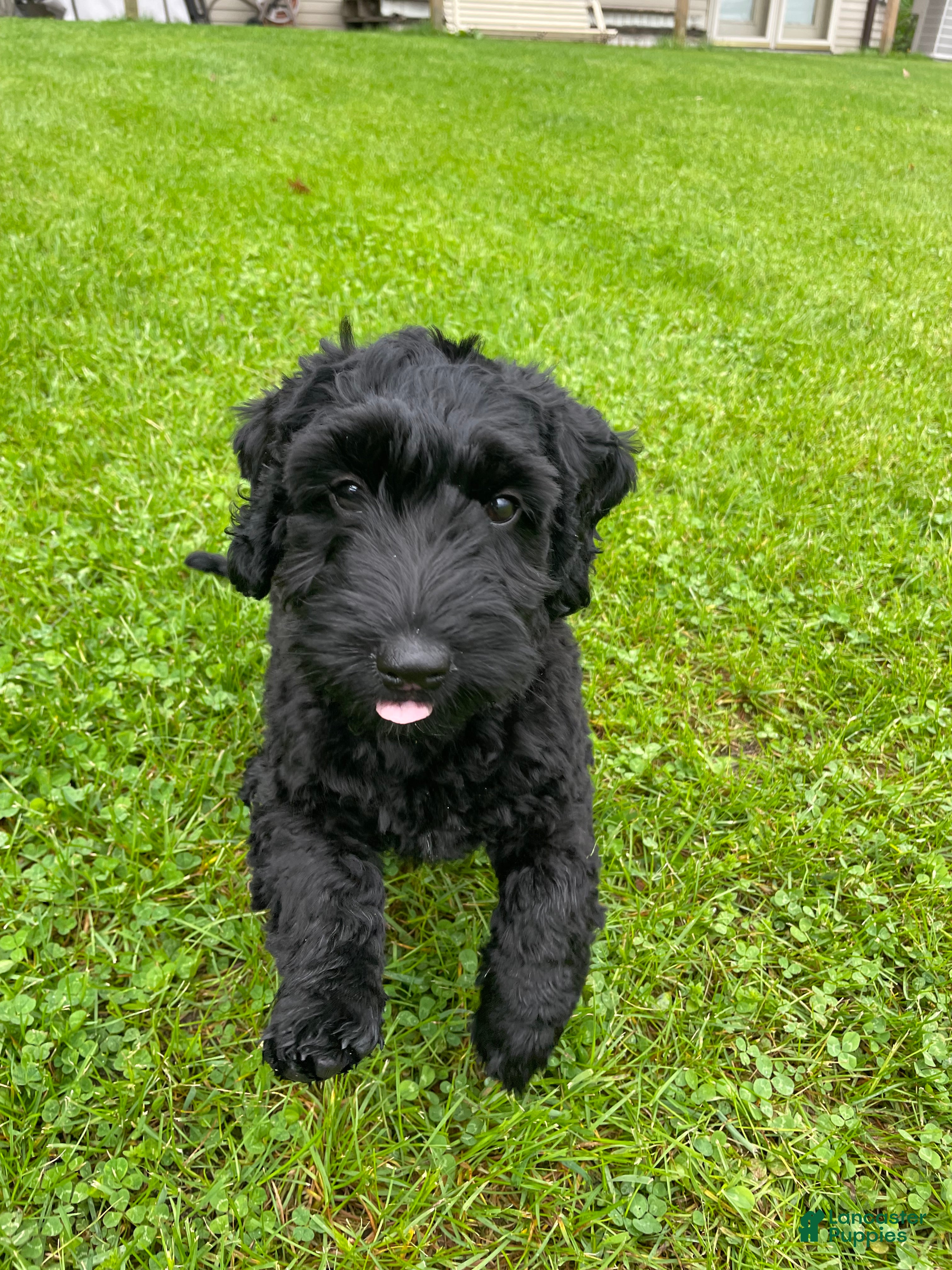 Labradoodle dogs Shadow - Ad 1