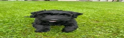 Labradoodle dogs for sale: Shadow - Ad 1