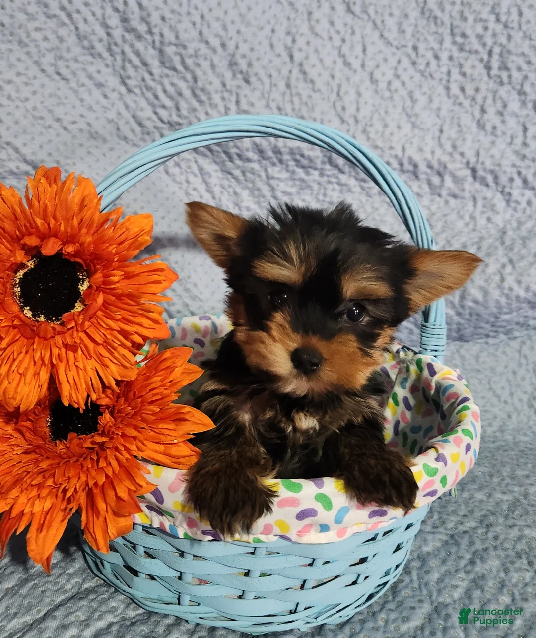Yorkshire Terrier dogs for sale: Sammi - Ad 1