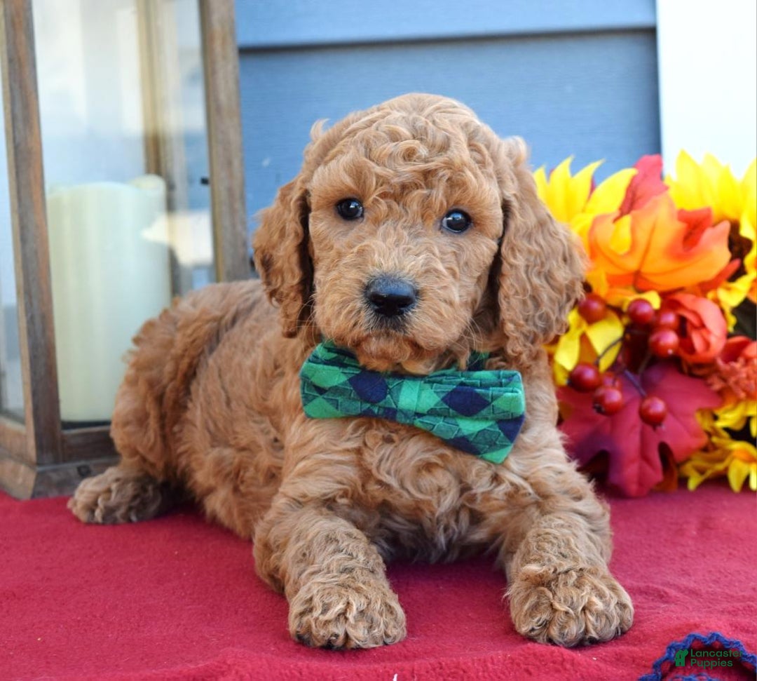 Standard Poodle dogs for sale: Maverick  - Ad 2