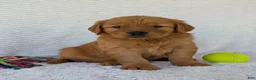 Golden Retriever dogs for sale: Charlie - Ad 6