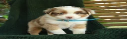 Miniature Australian Shepherd dogs for sale: Ash  - Ad 5