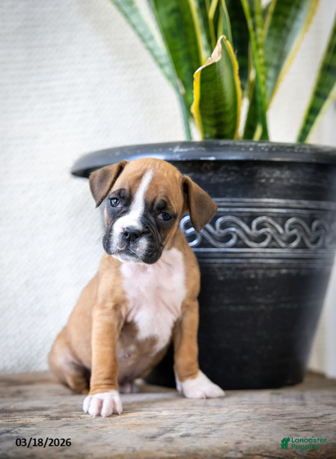 Boxer dogs for sale: Mandy - Ad 1