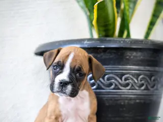 Boxer dogs for sale: Mandy - Ad 3