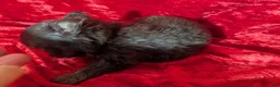 Chihuahua dogs for sale: Cherry LC Female  - Ad 9