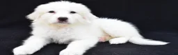 Great Pyrenees dogs for sale: Marla - Ad 4