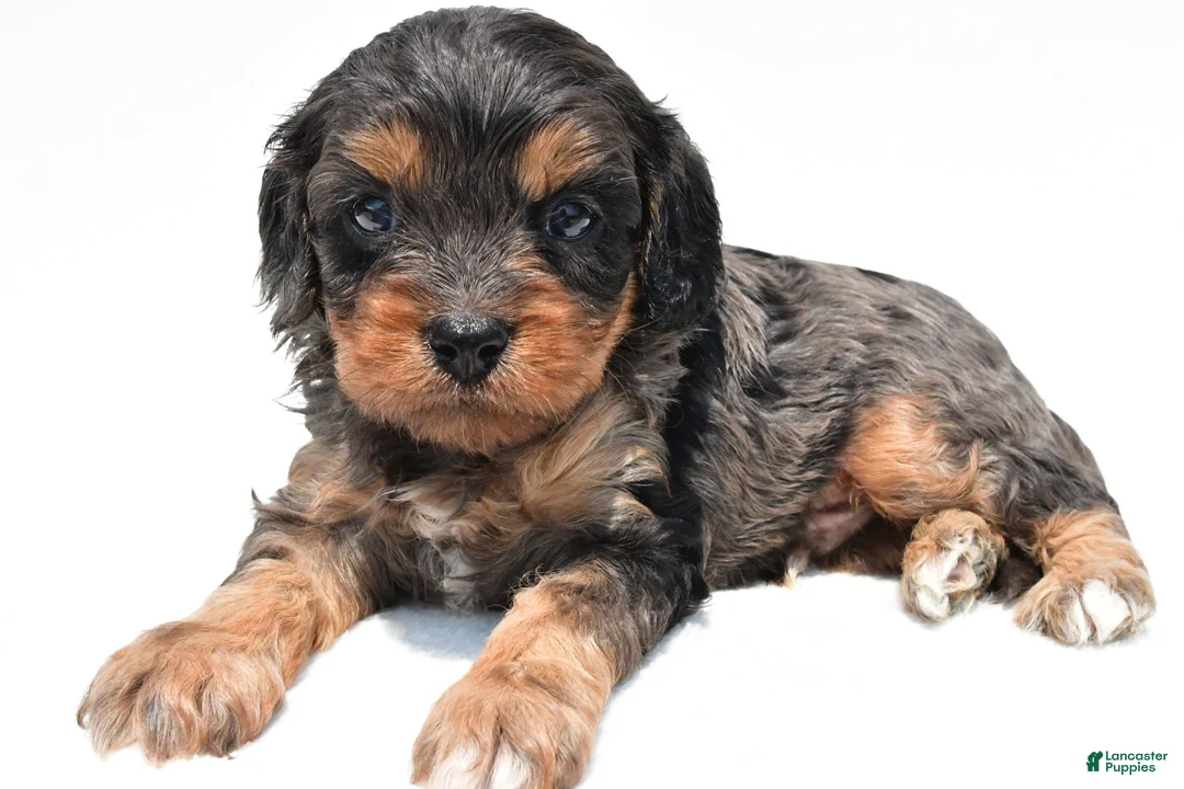 Cavapoo dogs for sale: Piper - Ad 1