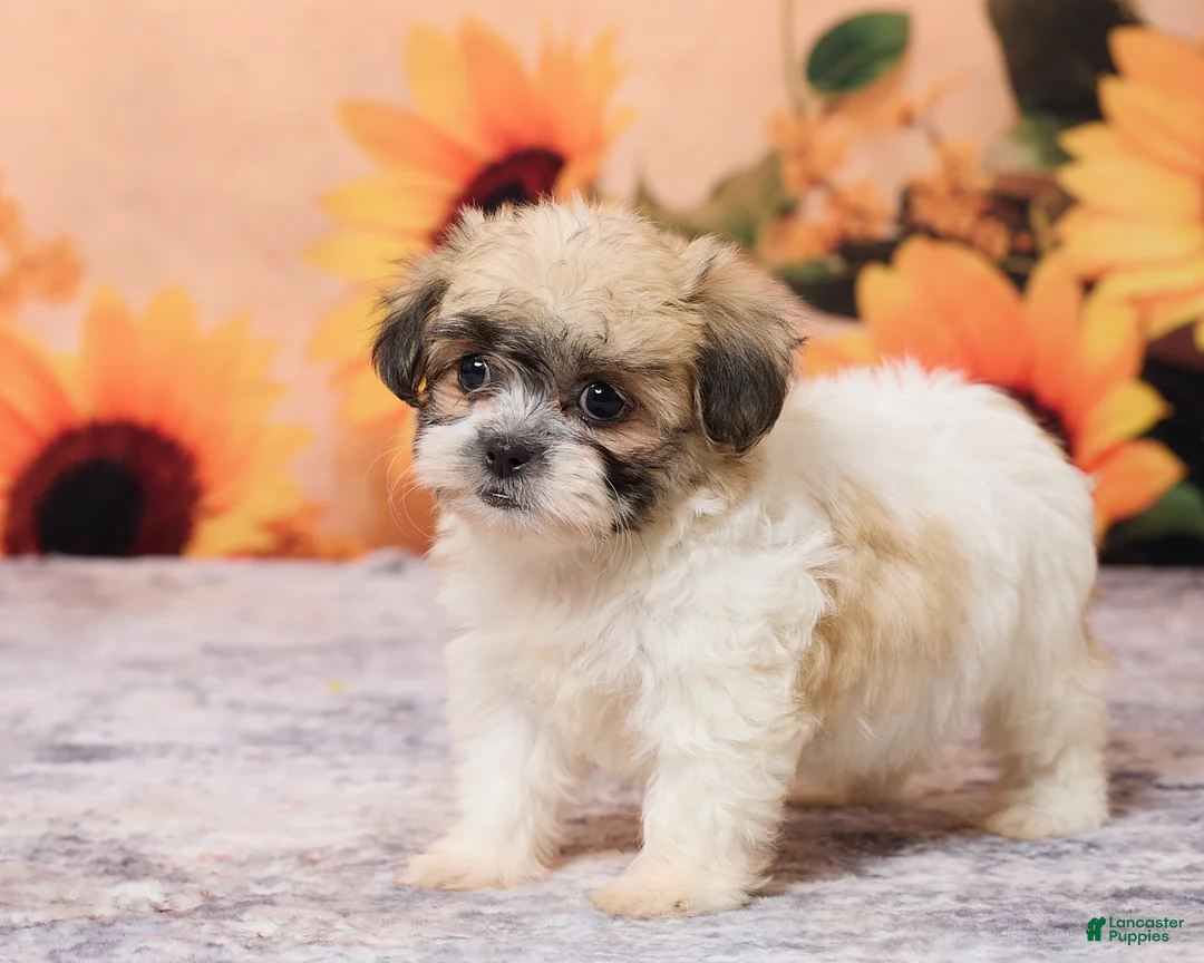 Teddy Bear dogs for sale: Tammie - Ad 5