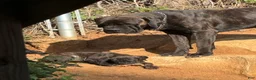 Cane Corso dogs for sale: Black brindle Cane Corso - Ad 4