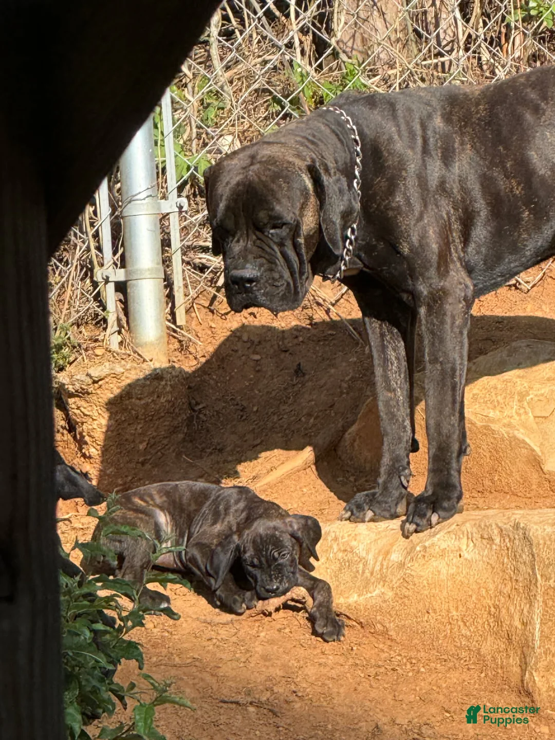 Cane Corso dogs for sale: Black brindle Cane Corso - Ad 4