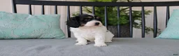 Cavapoo dogs for sale: Daisy - Ad 5