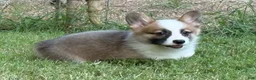 Welsh Corgi Pembroke dogs for sale: Hoss - Ad 12