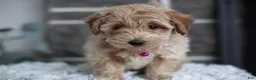 Maltipoo dogs for sale: Raya - Ad 6
