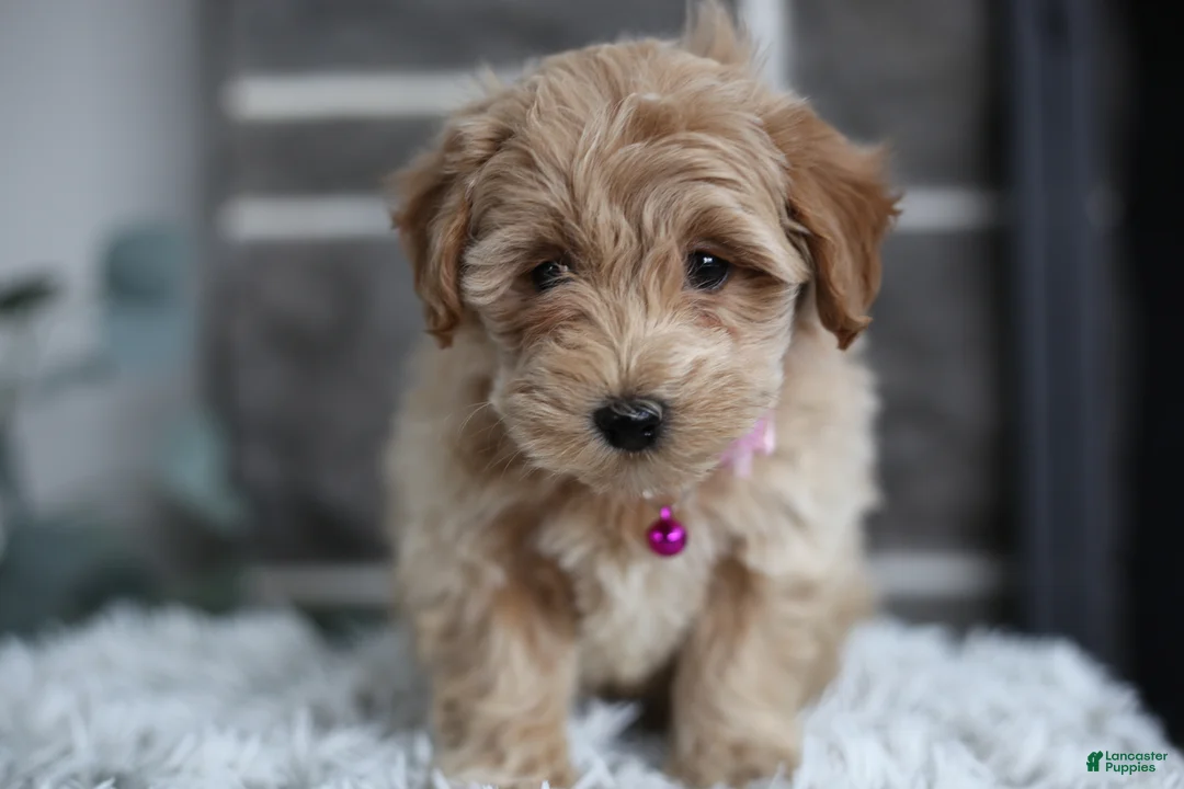 Maltipoo dogs for sale: Raya - Ad 6