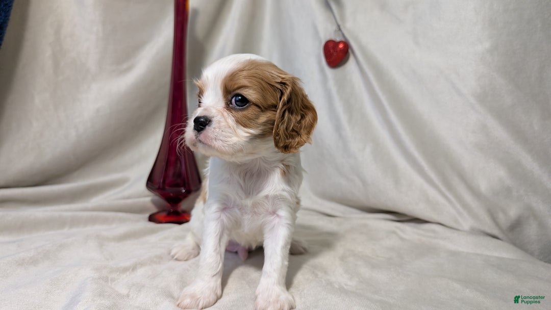 Cavalier King Charles Spaniel dogs for sale: Rover - Ad 3