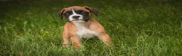 Boxer dogs for sale: Scott - Ad 6