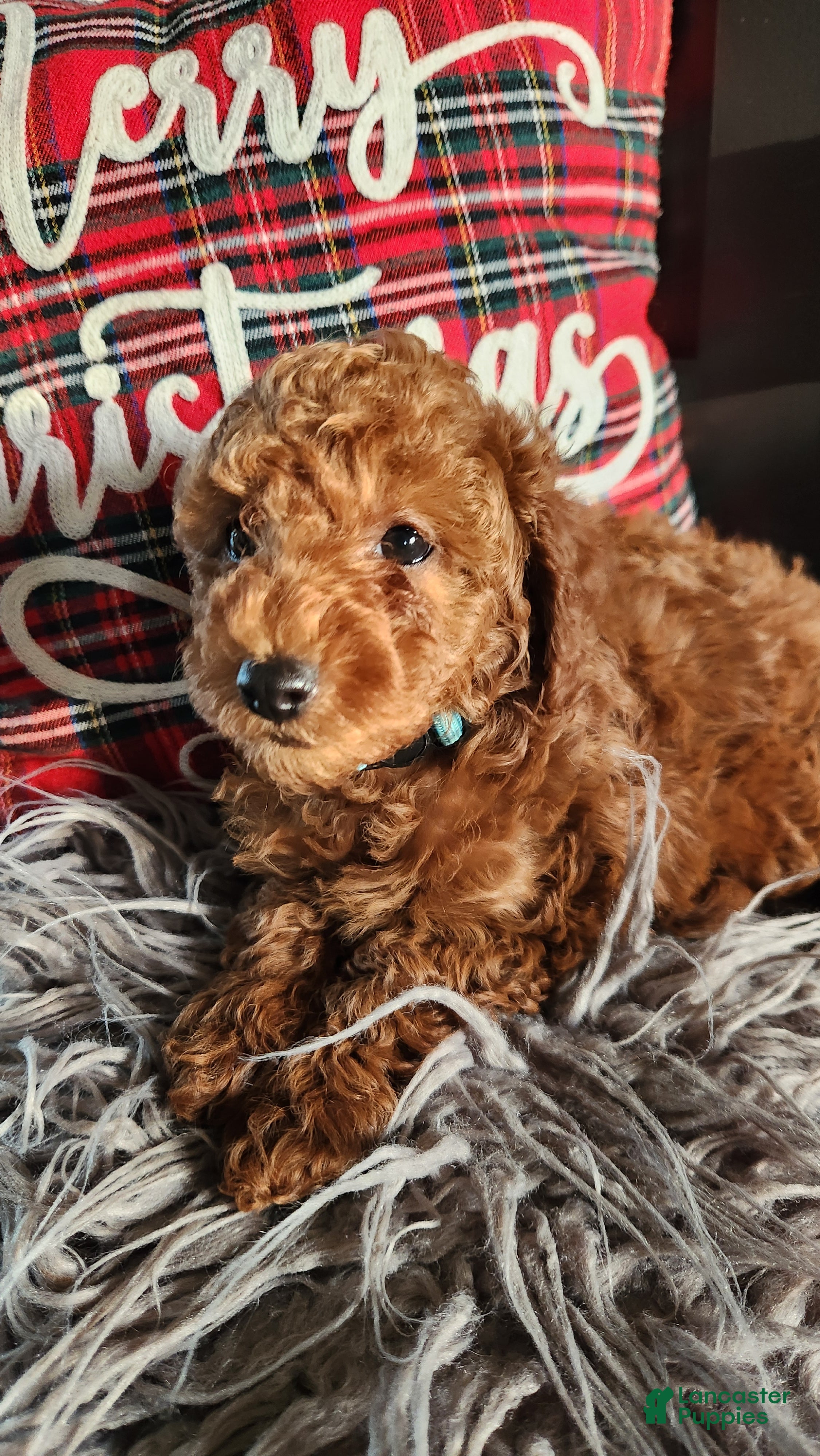 Cavapoo dogs Benji - Ad 16
