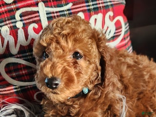 Cavapoo dogs Benji - Ad 16