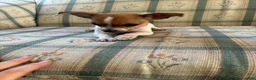 Chihuahua dogs for sale: ♡ Bobbi Girl ♡  - Ad 9