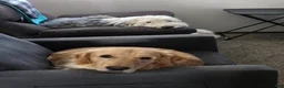 Mixed Breed dogs for sale: Stash - Ad 5