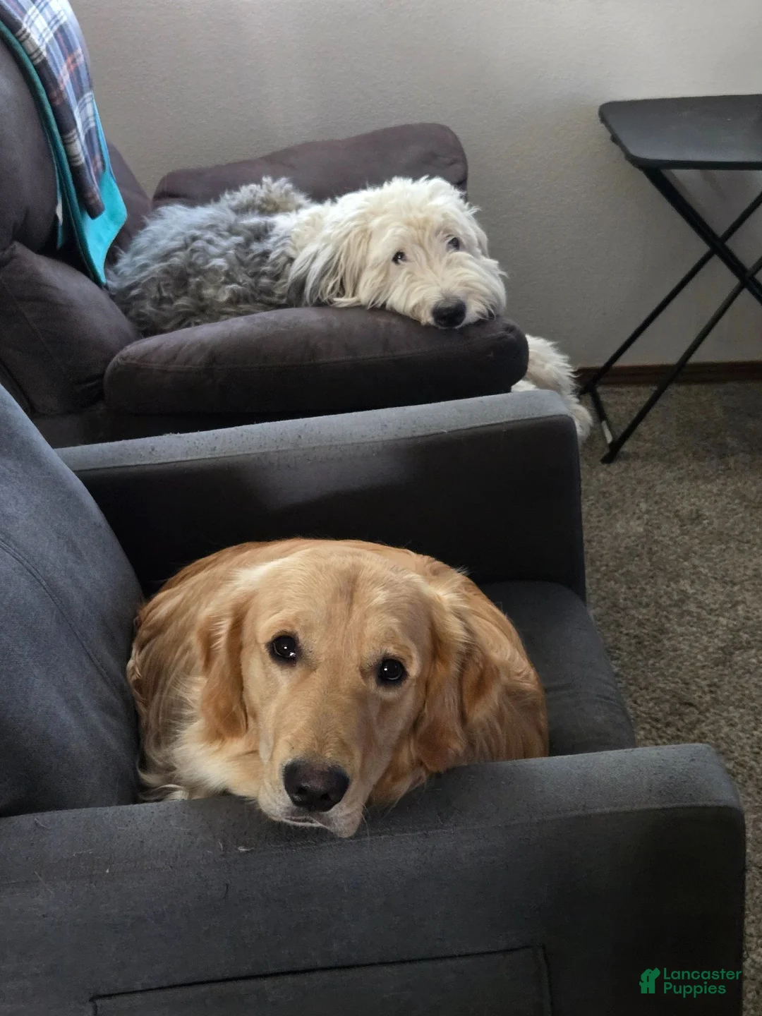 Mixed Breed dogs for sale: Stash - Ad 5