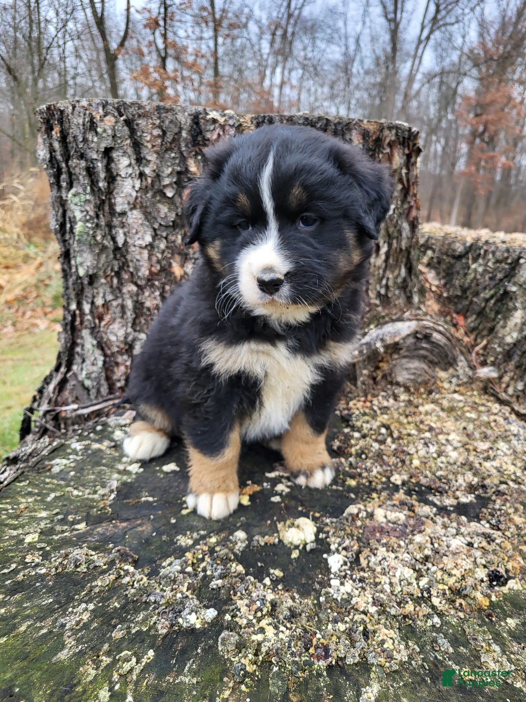 Mixed Breed dogs for sale: Brody - Ad 3