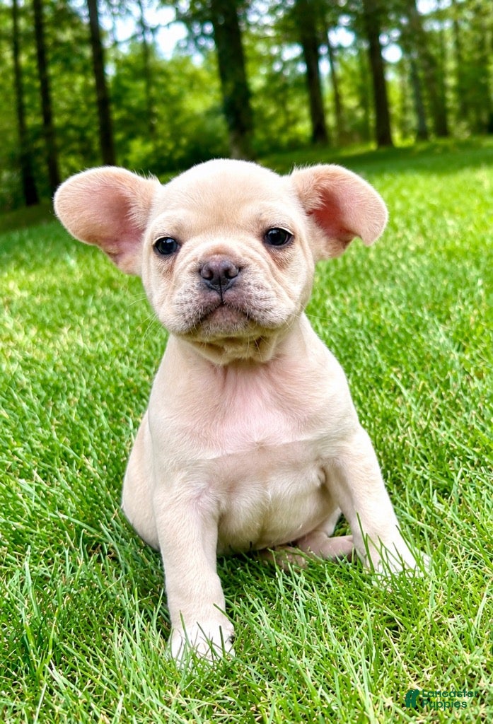 French Bulldog dogs French Bulldog Male LEO - Ad 1
