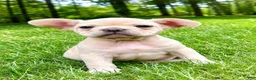 French Bulldog dogs for sale: French Bulldog Male LEO - Ad 1
