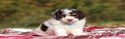 Miniature Poodle dogs for sale: Judd (AKC) - Ad 4
