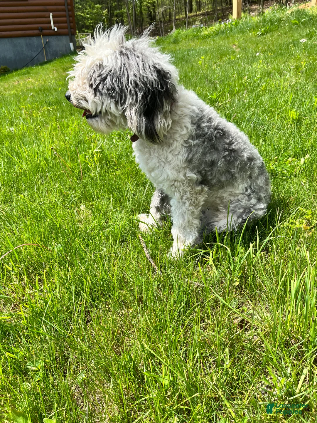 Mixed Breed dogs for sale: Mixed Breed Puppy 1 - Ad 6