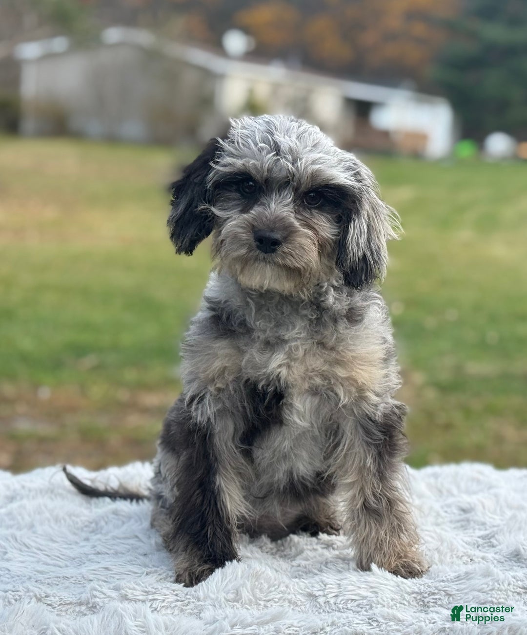 Cavapoo dogs for sale: Sasha - Ad 1