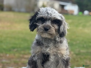 Cavapoo dogs Sasha - Ad 27