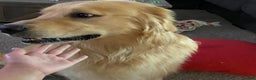 Golden Retriever dogs for sale: Blue - Ad 6