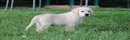Golden Retriever dogs for sale: Golden Retriever Black Collar - Ad 3